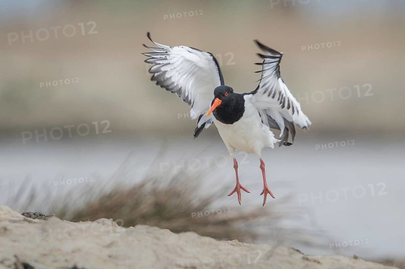 Eurasian Oystercatcher (Haematopus ostralegus) flying, Schleswig-Holstein, Germany