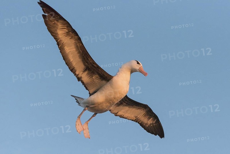 Black-browed Albatross (Thalassarche melanophris) flying, Schleswig-Holstein, Germany