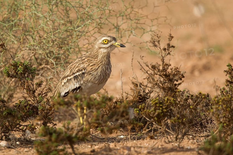 Eurasian Stone-curlew (Burhinus oedicnemus), Morocco