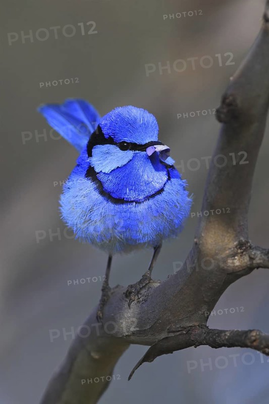 Splendid Fairywren (Malurus splendens), New South Wales, Australia