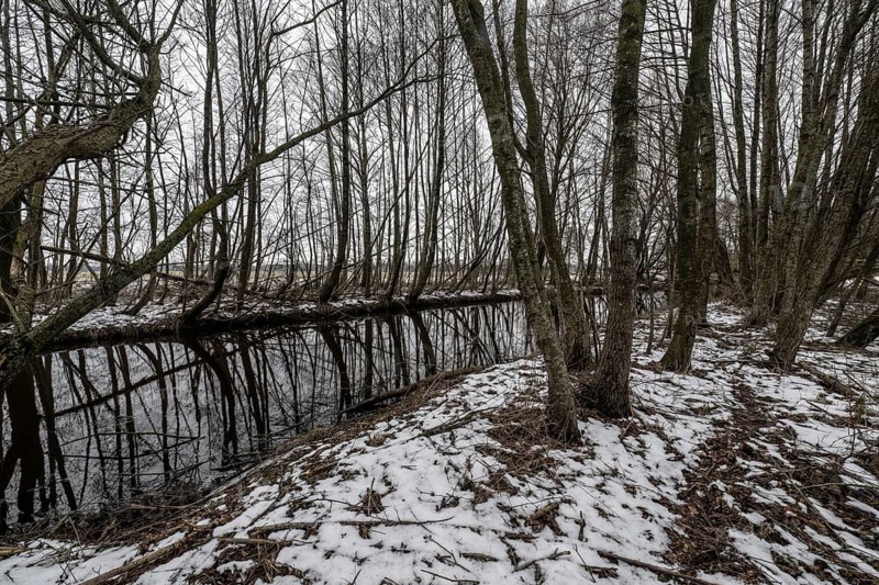 Alders (Alnus glutinosa) on the bank of a tributary of the Wümme, Fischerhuder Wümmeniederung, Lower Saxony, Germany