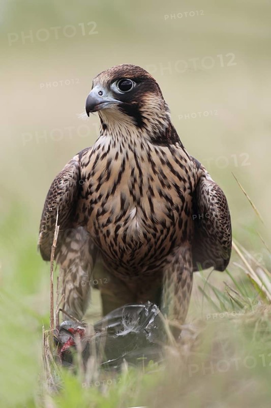 Peregrine Falcon (Falco peregrinus) female, Baden-Wuerttemberg, Germany
