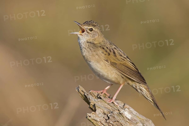 Common Grasshopper Warbler (Locustella naevia) singing, Germany