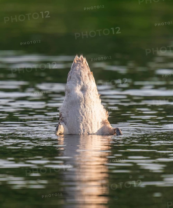 Mute swan (Cygnus olor) young bird basking in a pond, head and neck under water, Thuringia, Germany