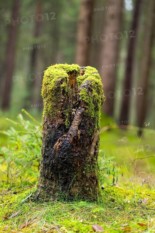 Wrotten tree trunk with lots of moss growing on in a forest, autumn, Bavaria, Germany