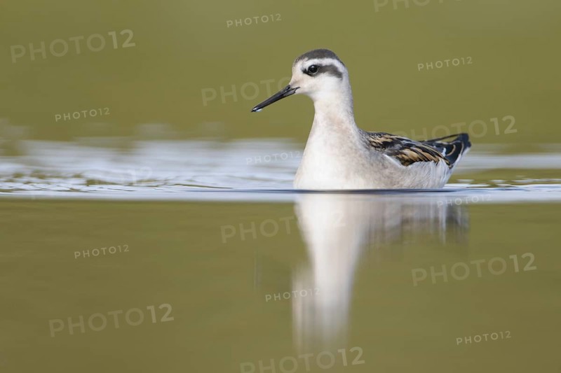 Red-necked Phalarope (Phalaropus lobatus) juvenile, Dovrefjell, Norway