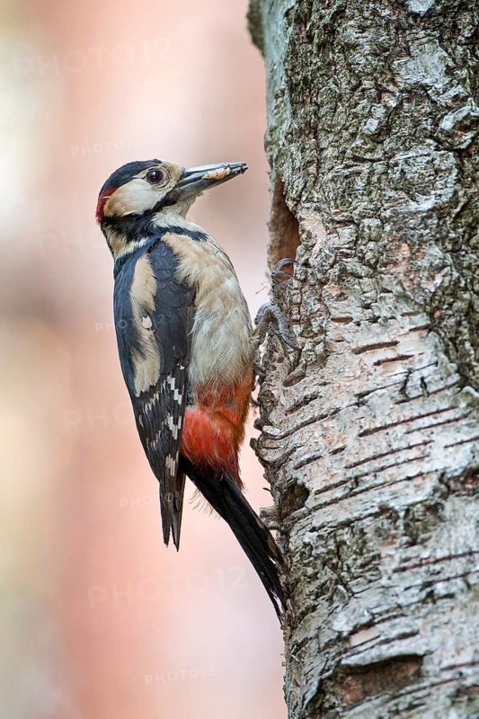 Great Spotted Woodpecker (Dendrocopos major) male at breeding cavity, Saxony-Anhalt, Germany