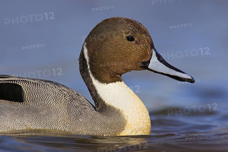 Northern Pintail (Anas acuta) male, British Columbia, Canada