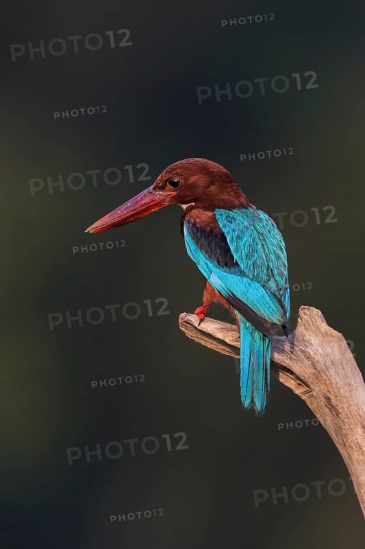 White-throated Kingfisher (Halcyon smyrnensis) perched on a branch, Malaysia