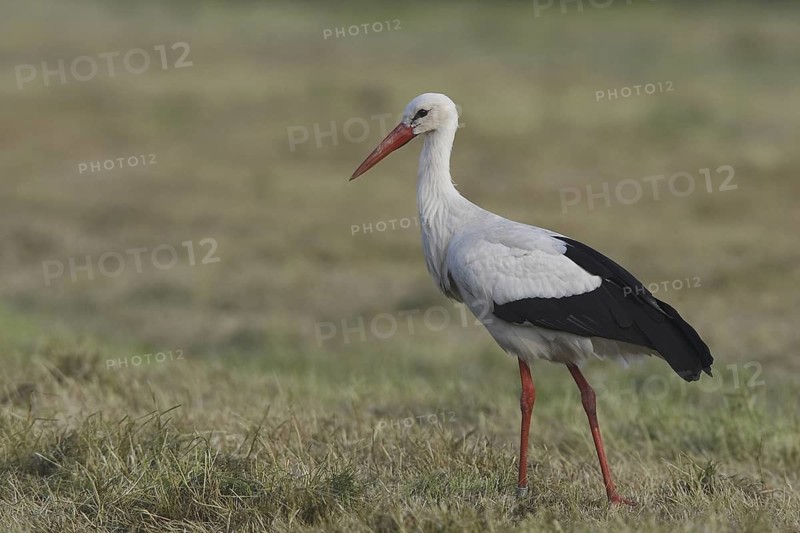 White Stork (Ciconia ciconia), Germany