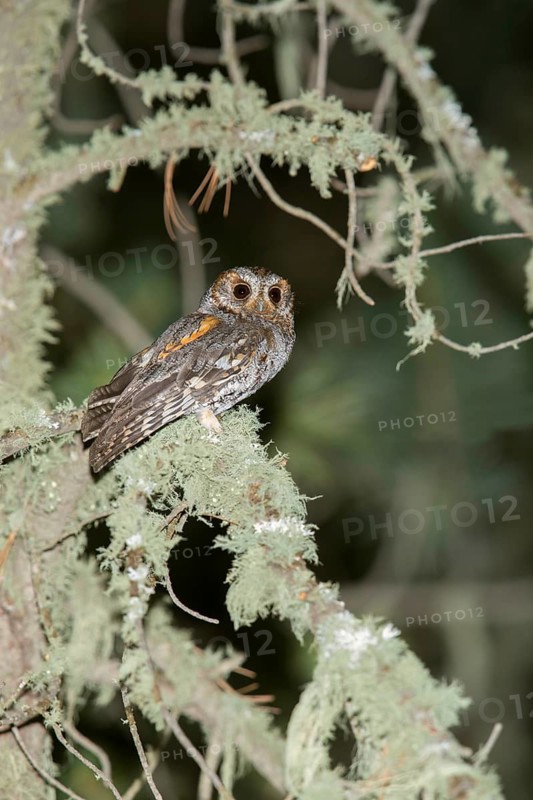 Flammulated Owl Psiloscops flammeolus Santa Catalina Mountains, Pima County, Arizona, United States 4 May Adult Strigidae