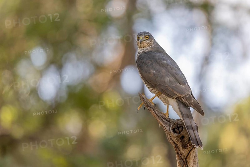 Sparrowhawk (Accipiter nisus), on branch, Catalonia, Spamia