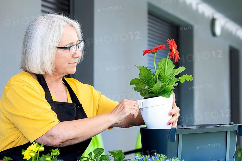 An elderly woman tends vibrant gerbera daisies in a potted plant, dressed in a yellow top and apron. The background is a neutral indoor setting, enhancing the floral colors