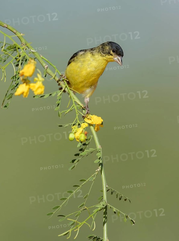 Lesser Goldfinch (Spinus psaltria) male perched on a flowering branch, Arizona, USA