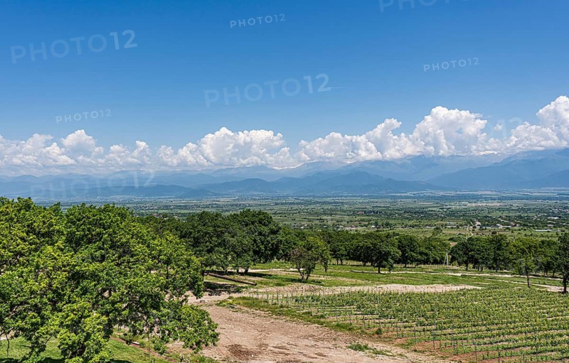 View of the majestic Greater Caucasus mountain range from the lush Alazani Valley in Kakheti, Georgia, a renowned region famous for its rich wine making heritage