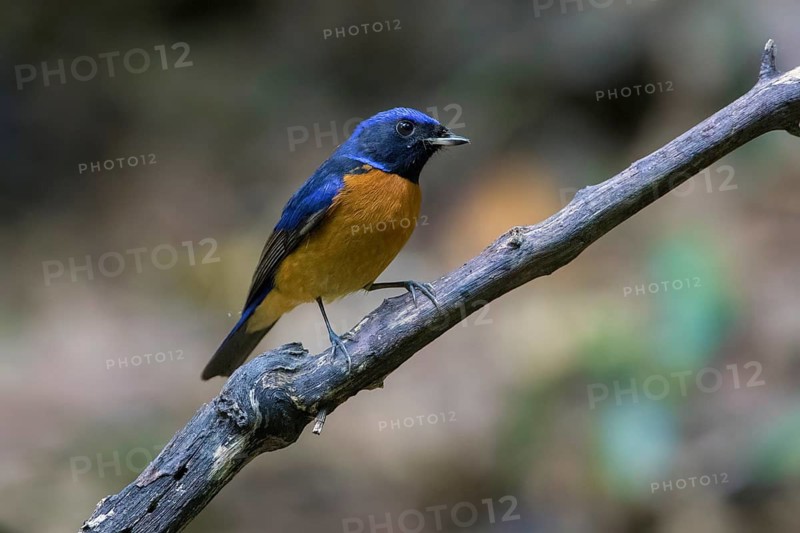 Fujian Niltava (Niltava davidi) male perched on a branch, Cuc Phuong, Vietnam