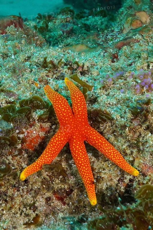 Schultz's starfish (Austrofromia schultzei)