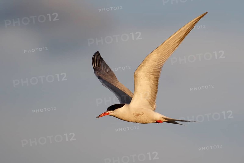 Common Tern (Sterna hirundo) flying, Lesvos, Greece