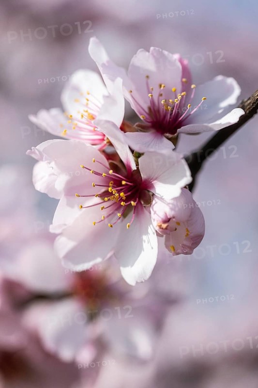 Almond blossom (Prunus dulcis), Rhineland-Palatinate, Germany