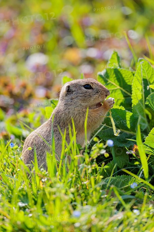 An adult ground squirrel (Spermophilus citellus) eats leaves and flowers on a sunny day in a green meadow with tall vegetation. Austria