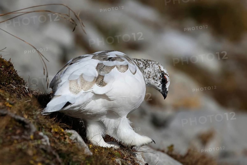 Rock Ptarmigan (Lagopus muta) male, Bavaria, Germany