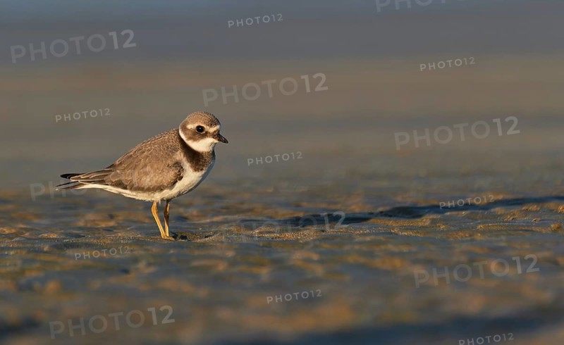 Common Ringed Plover (Charadrius hiaticula) juvenile, Asturias, Spain