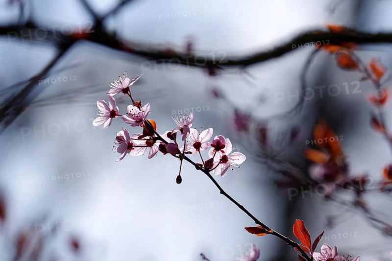 Blood plum (Prunus cerasifera), pink, spring, sunlight, branch, The delicate blossoms of the cherry plum are illuminated by the sunlight