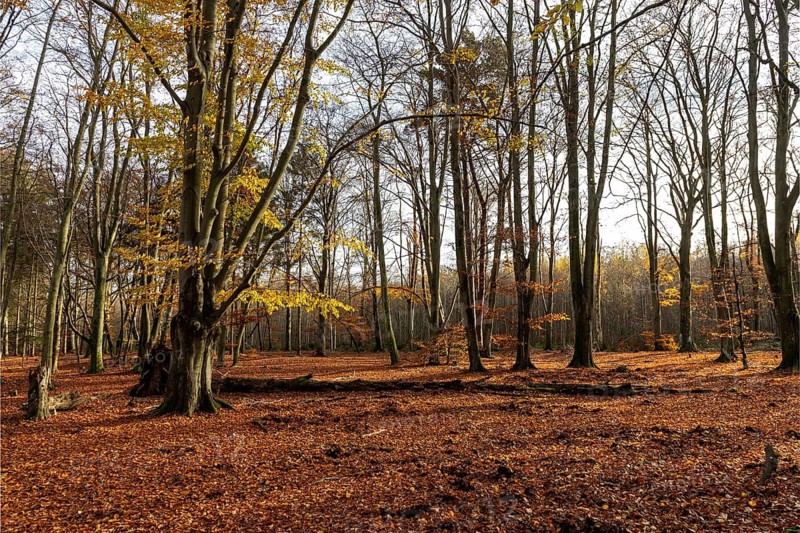 Autumn forest, autumn-colored trees, Darßwald, Darß, Fischland-Darß-Zingst, Western Pomerania Lagoon Area National Park, Mecklenburg-Western Pomerania, Germany