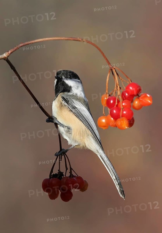 Black-capped Chickadee (Poecile atricapillus), Saskatchewan, Canada