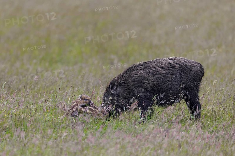 While the wild boar (Sus scrofa) forages for food, the young boar know how to occupy themselves in other ways, rearing their young, playing, Denmark