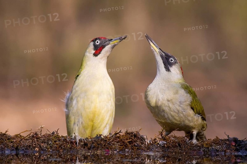 European Green Woodpecker (Picus viridis) pair, Subotica, Serbia