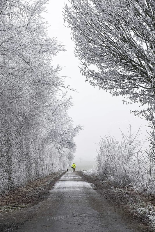 A lonely hiker with a dog on a wintry path along a row of trees, covered with hoarfrost, Schöppinger Berg elevation, Schöppingen, Münsterland, North Rhine-Westphalia, Germany