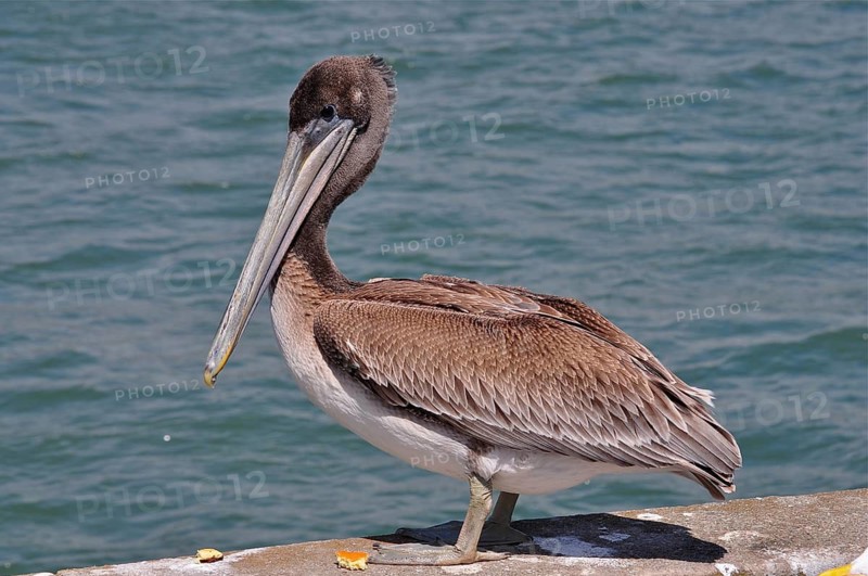 Brown pelican (Pelecanus occidentalis)