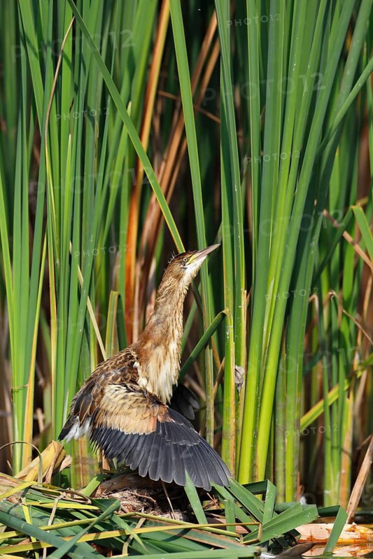 Little Bittern (Ixobrychus minutus), young bird, Middle Elbe Biosphere Reserve, Dessau-Roßlau, Saxony-Anhalt, Germany