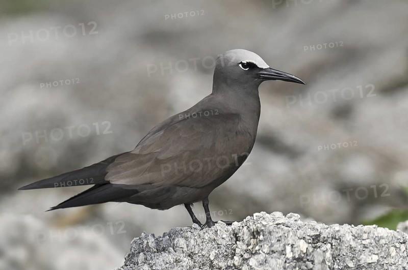 Brown Noddy (Anous stolidus), Hawaii, USA