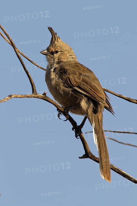 Chiming Wedgebill (Psophodes occidentalis), Western Australia, Australia