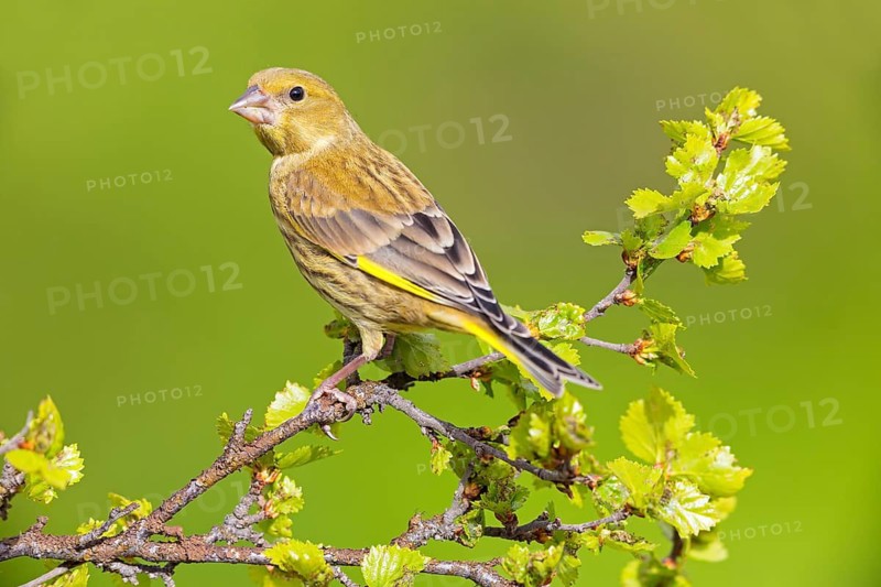 Grünfink, Grünling, Greenfinch, European Greenfinch, Western Greenfinch, Carduelis chloris, Chloris chloris, Verdier d'Europe, Verdier, Verderón Común