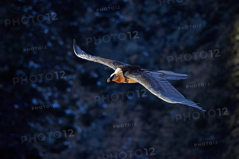 Animals, birds, vultures, bearded vultures, aerial view, lamb vultures, bird of prey, (Gypaetus barbatus), South Tyrol, alpine birds, animals, birds of prey, South Tyrol, Italy