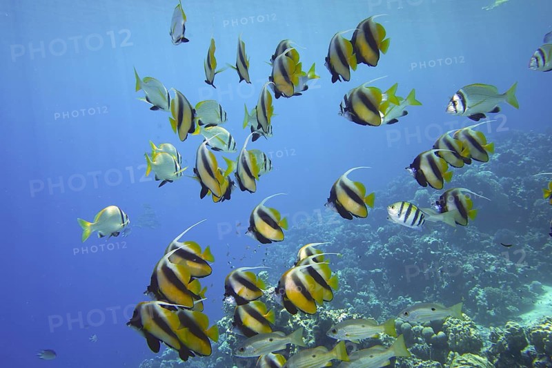Red Sea bannerfish (Heniochus intermedius)