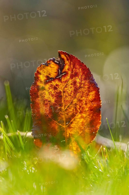 Autumn leaf in the grass, close-up, Lower Austria, Austria