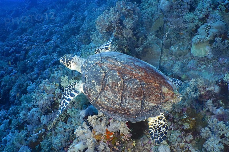 Hawksbill sea turtle (Pterois miles)