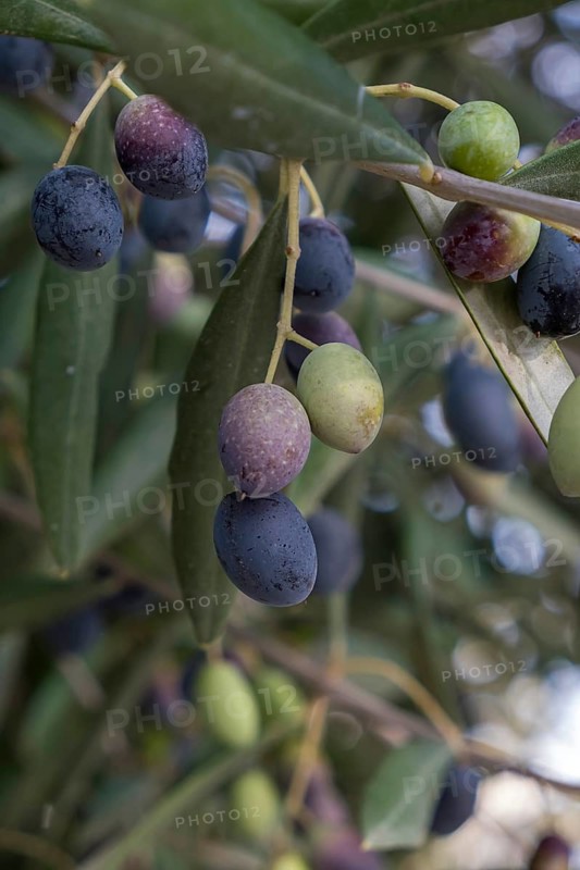 Olives in various stages of ripeness hanging from branches with green leaves against a blurred background, Apulia, Italy