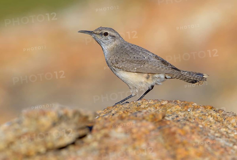 Rock Wren (Salpinctes obsoletus) - Anza Borrego State Park, California