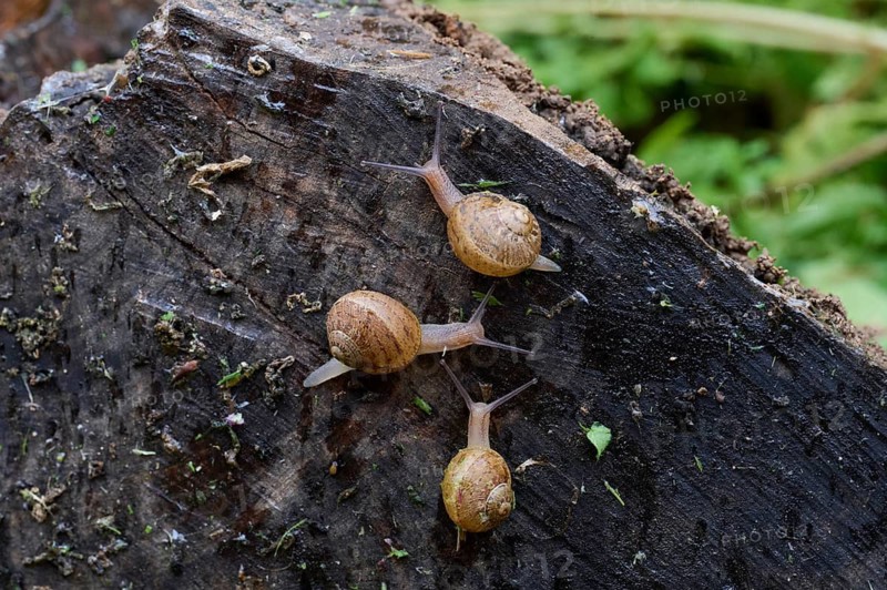 A close-up image capturing three brown snails as they slowly make their way over the textured, mossy surface of a fallen tree stump in a natural setting