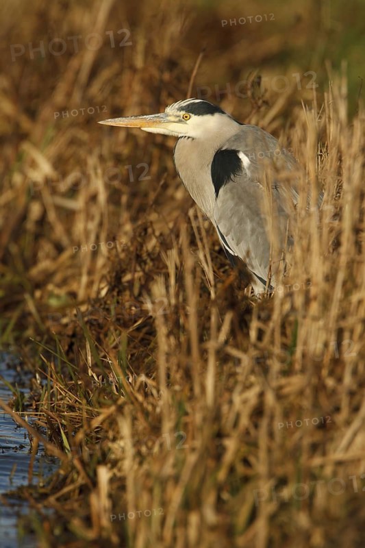 Grey Heron (Ardea cinerea), Utrecht, Netherlands