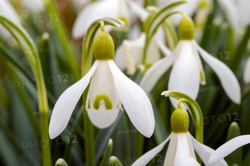 Snowdrop (Galanthus nivalis) Snowdrop • Baden-Württemberg, Germany, Swabian Jura, Baden-Württemberg, Federal Republic of Germany