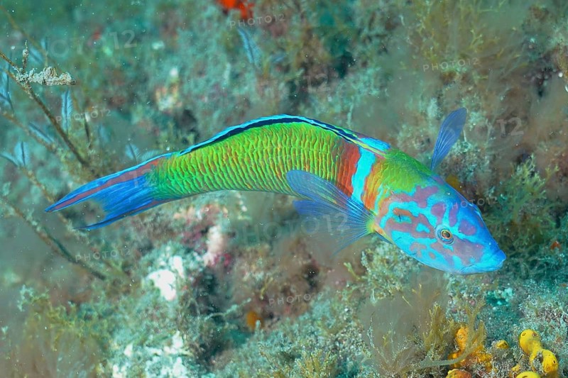 Sea peacock (Thalassoma pavo)