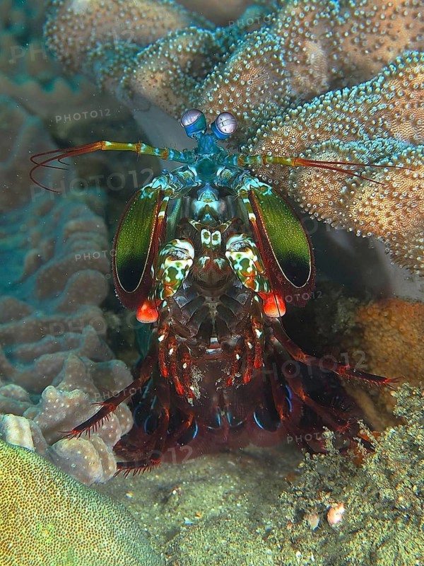 Clown mantis shrimp (Odontodactylus scyllarus)