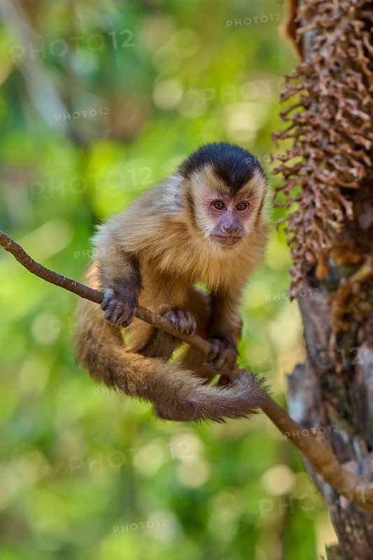 A capuchin monkey looks curiously from a branch in a dense forest, capuchin monkey (Sapajus apella), Pantanal, Mato Grosso, Brazil