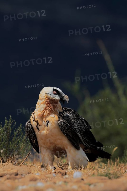 Bearded Vulture (Gypaetus barbatus) on ground, Catalonia, Spain